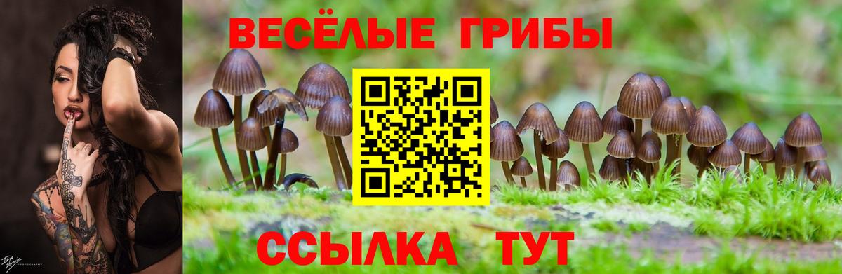 Волжский  Галлюциногенные грибы GOLDEN TEACHER  Вход с VPN 